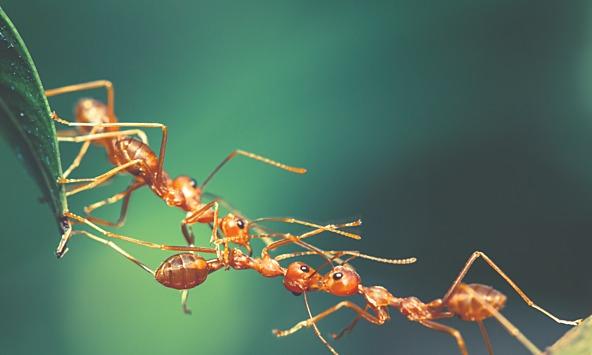 Leaf cutter ants creating a chain with their bodies